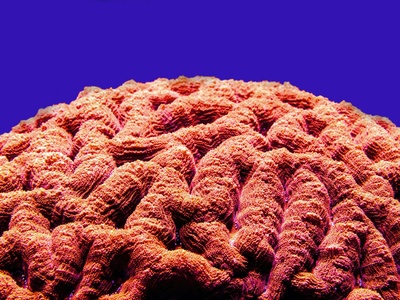 Pharaoh's Coral