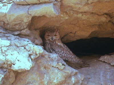 Pharaoh Eagle-Owl