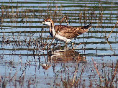 Pheasant-tailed Jacana