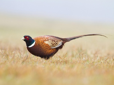 Pheasant