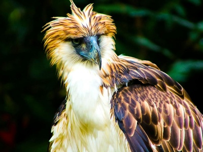 Philippine eagle