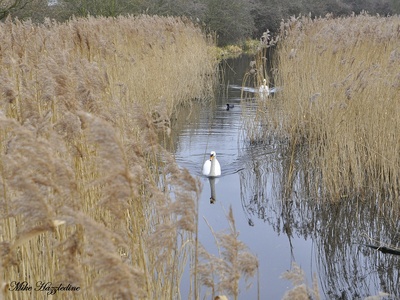 Phragmites (Common Reed)