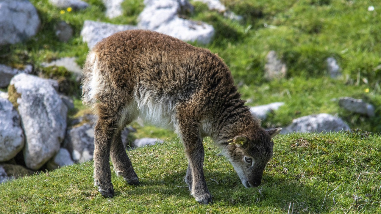 Mountain goat standing on rocky cliff illustrating hoof adaptation