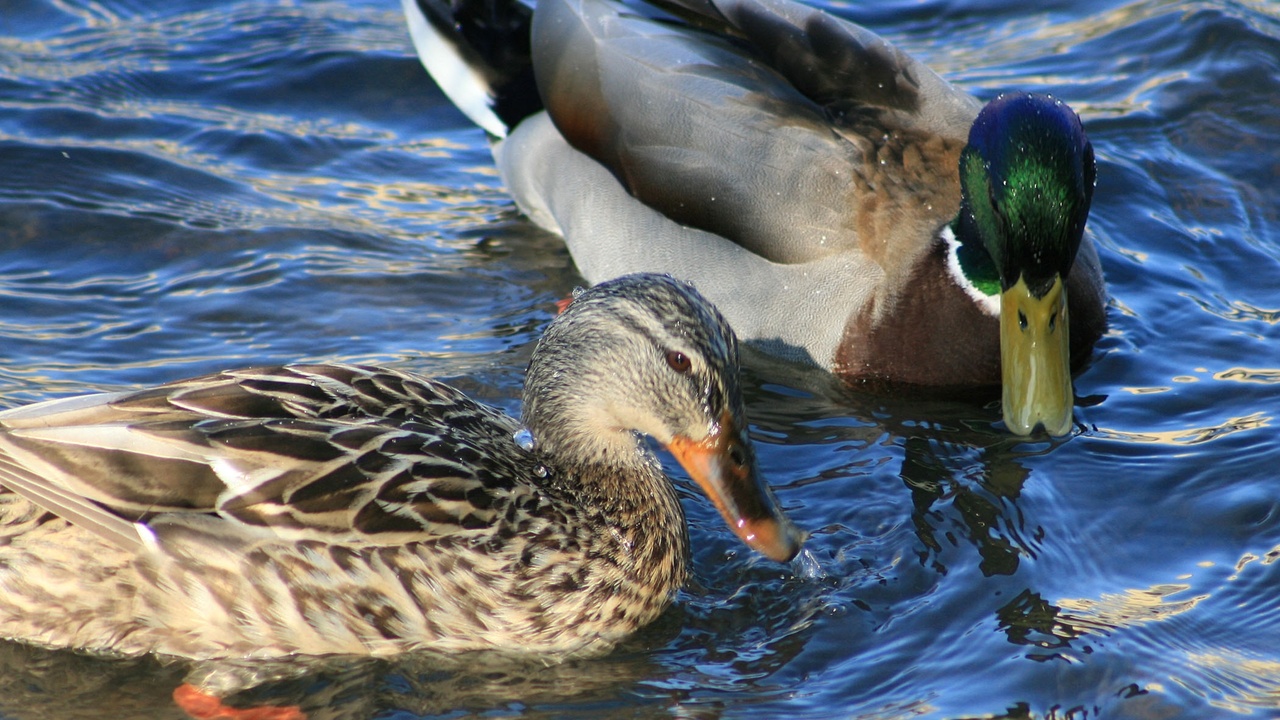 Close-up of a duck preening oily, waterproof feathers