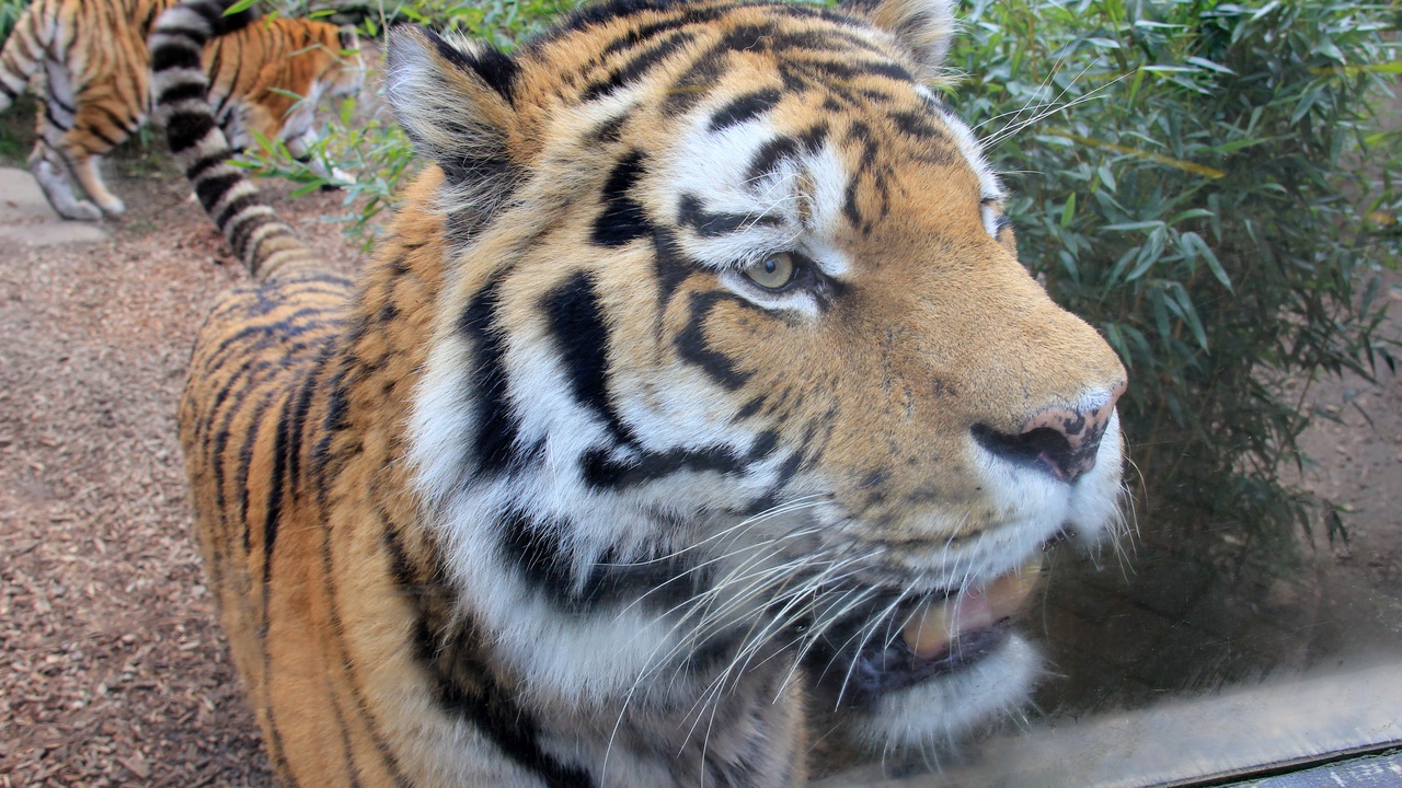 Close-up of a taiga mammal's thick insulating fur that traps air, showing dense guard hairs and underfur