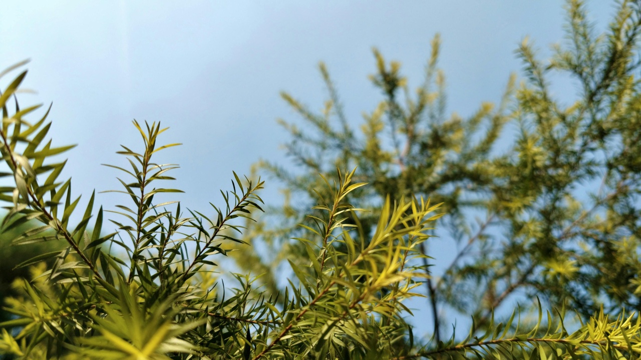 Close-up of needles and a cone on an evergreen tree