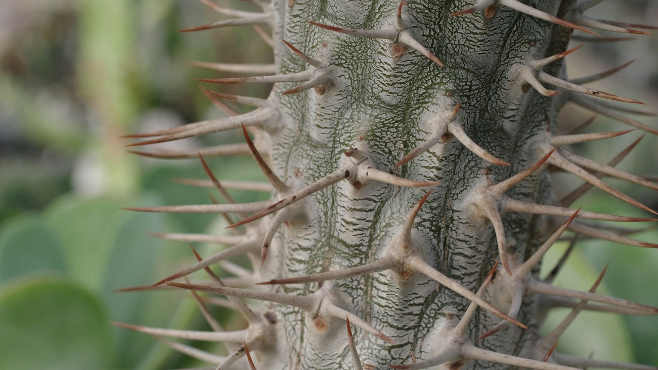 Close-up of cactus spines and thick leaf cuticle showing physical plant defenses