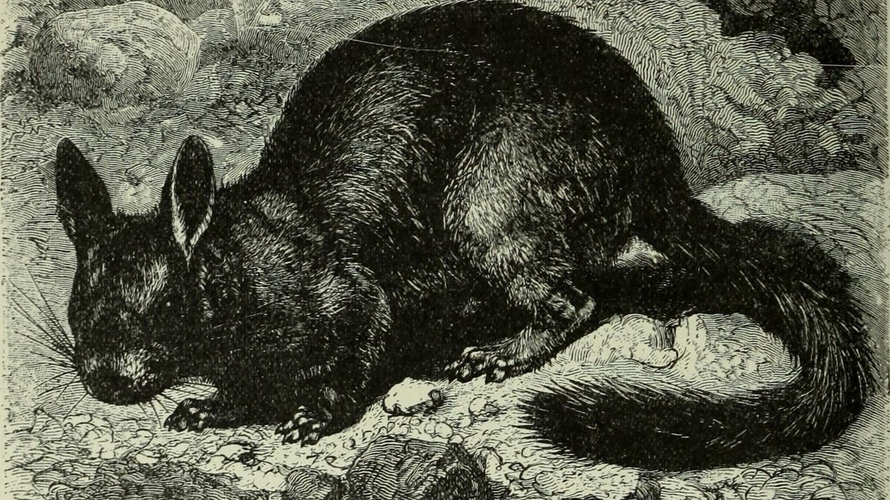 Close-up of chinchilla showing dense fur and whiskers