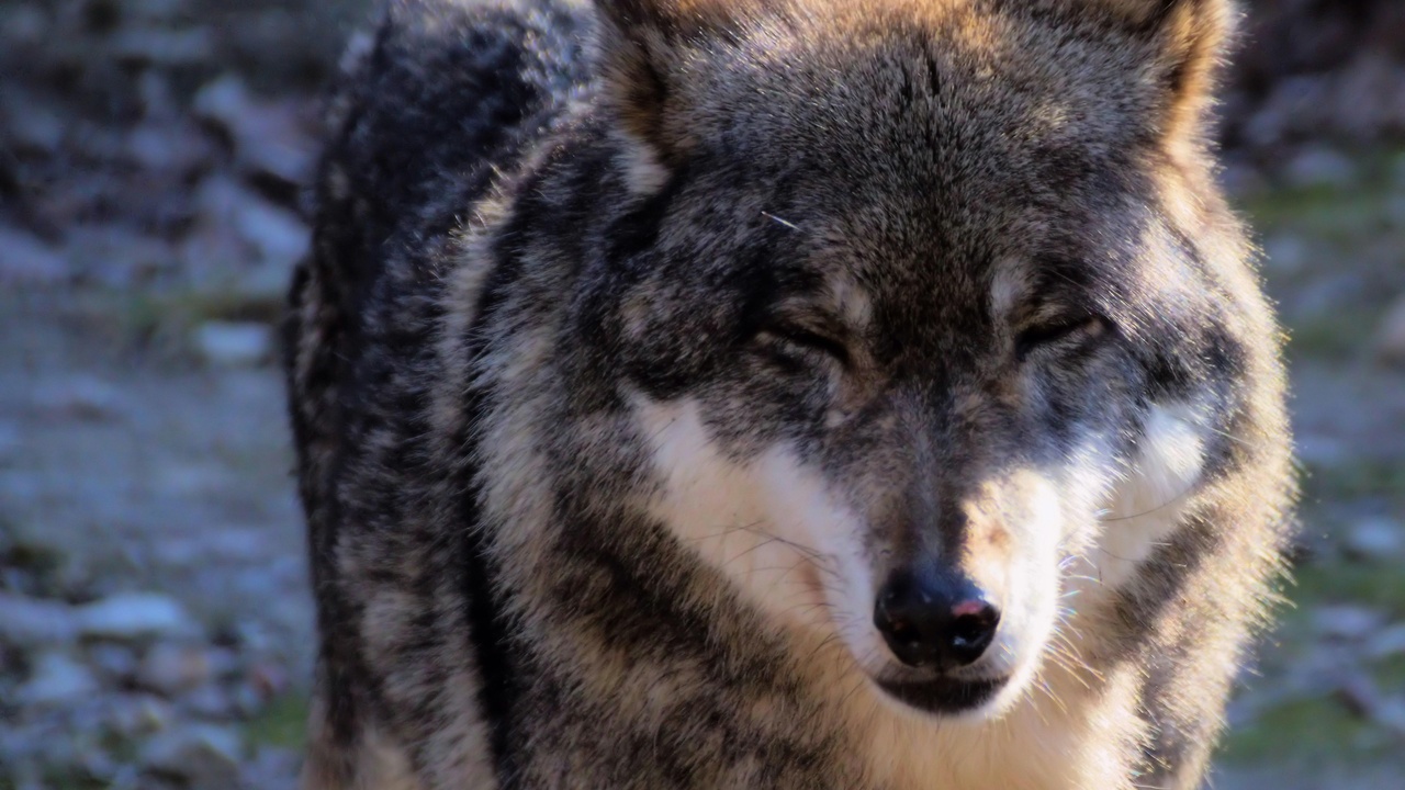 Closeup portrait of a gray wolf showing head and fur detail