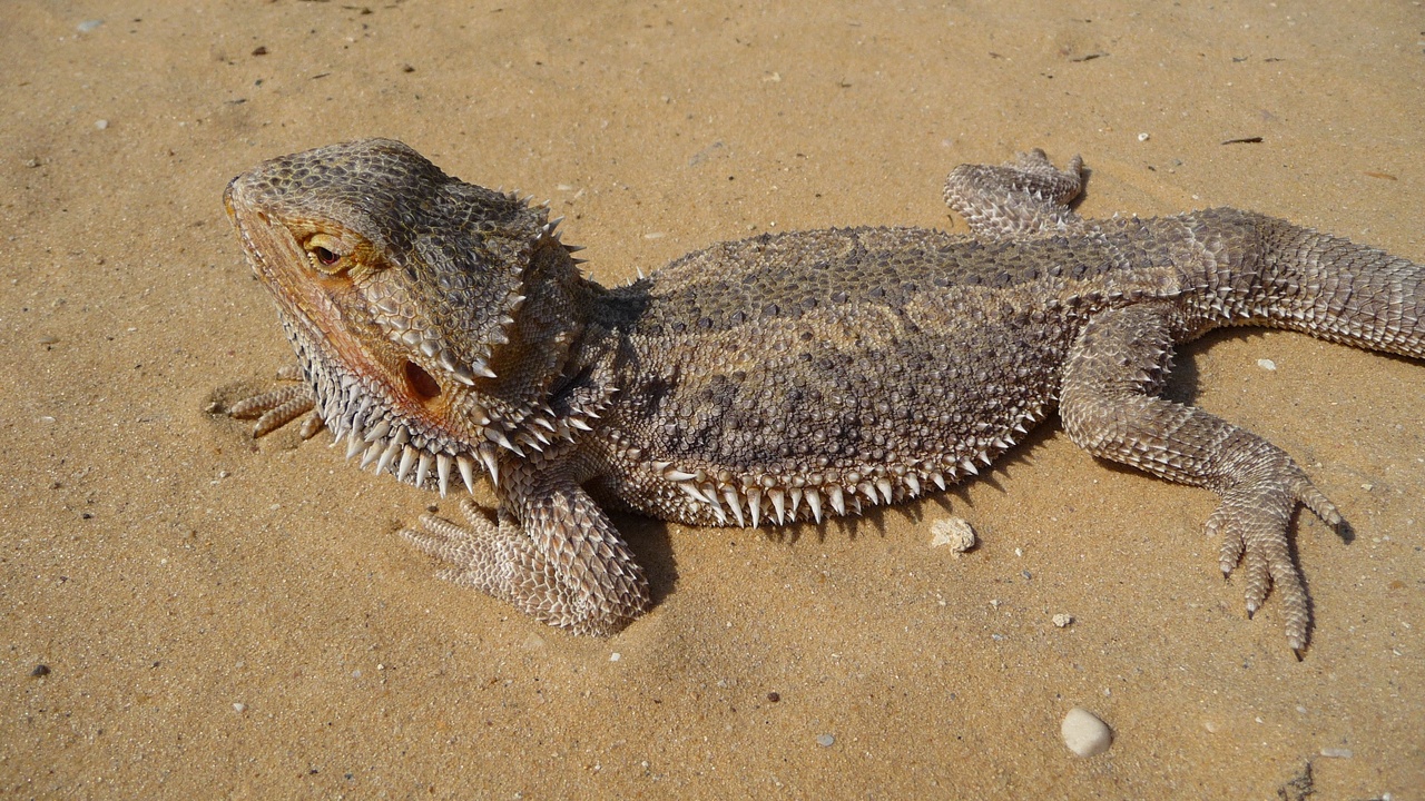Close-up of a bearded dragon showing scales and beard