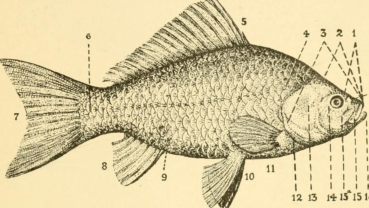 Close-up of goldfish showing scales, fins, and body shapes