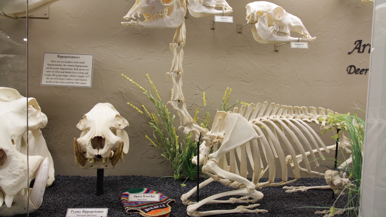 Hippo anatomy close-up showing tusks and massive head