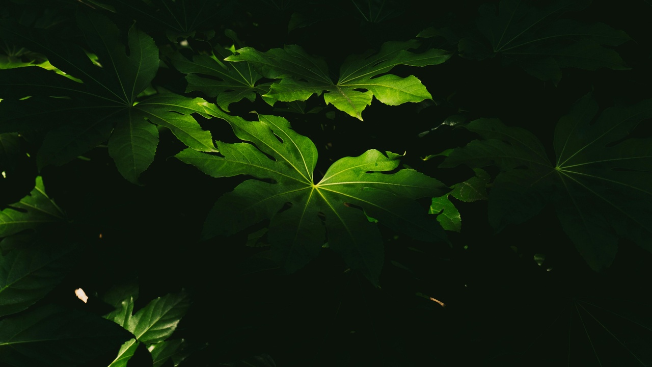 Close-up of succulent leaf surface and stomata, illustrating physiological adaptations like CAM and stomatal control