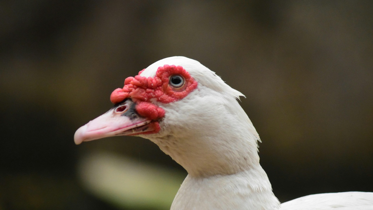 Bar-headed goose in flight illustrating oxygen affinity adaptations
