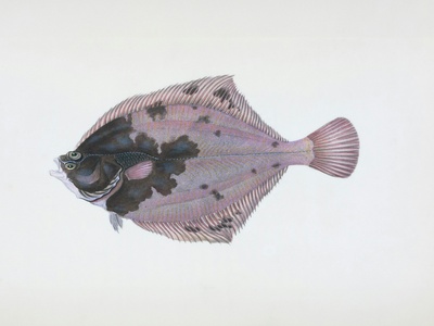 Picasso triggerfish