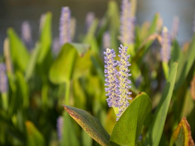 Pickerelweed