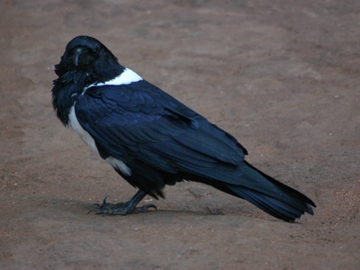 Pied Crow