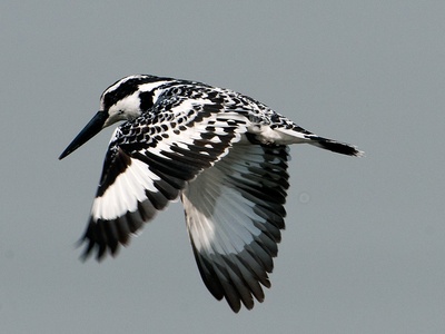 Pied kingfisher