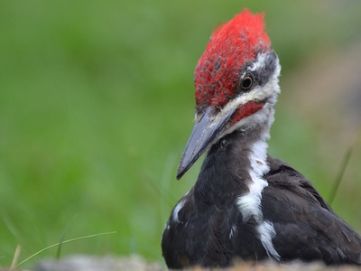 Pileated woodpecker