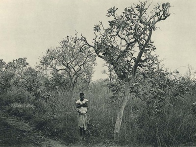 Piliostigma (reticulatum)