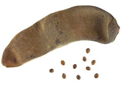 Piliostigma (thonningii)