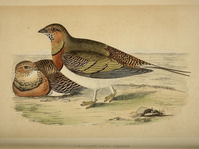 Pin-tailed Sandgrouse