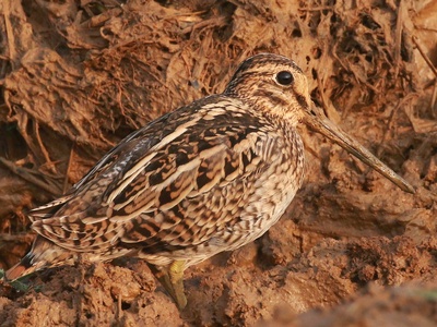 Pin-tailed Snipe