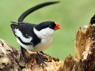 Pin-tailed Whydah