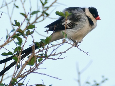 Pin-tailed Whydah