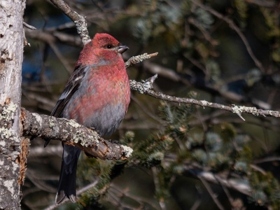 Pine grosbeak