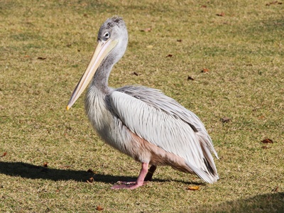 Pink-backed Pelican