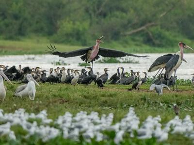 Pink-backed Pelican