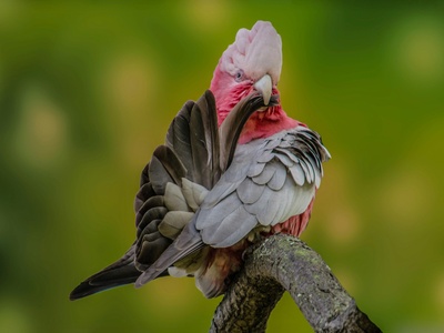 Pink-billed Parrotfinch