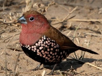 Pink-throated Twinspot