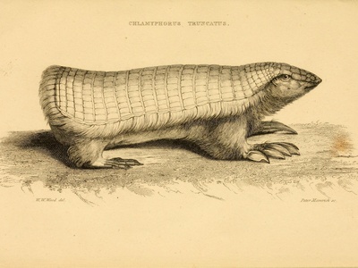 Pink fairy armadillo