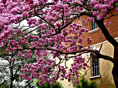 Pink ipê (lapacho rosa)