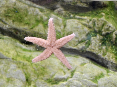 Pink sea star