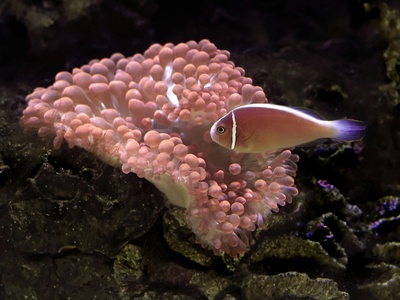 Pink skunk clownfish