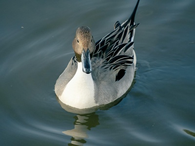 Pintail