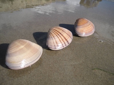 Pismo clam