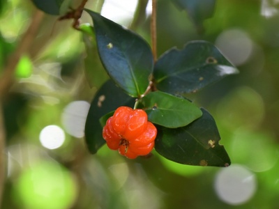 Pitanga (Surinam cherry)
