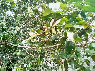 Pitanga (Surinam cherry)