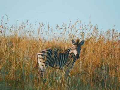 Plains zebra