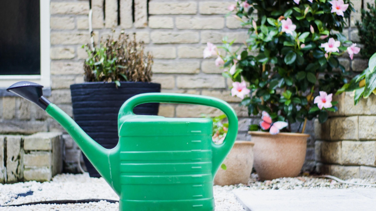 Close-up of lavender, lamb's ear, and ornamental grasses in a sensory garden