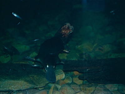 Platypus