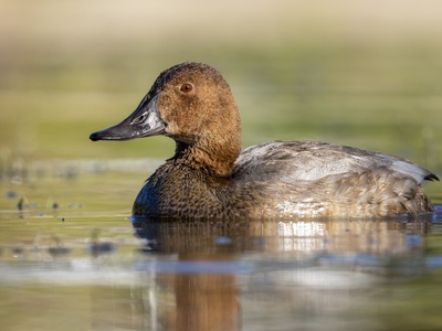 Pochard