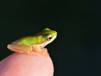 Pointed-headed Frog