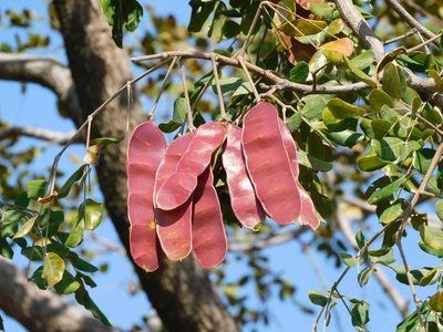 Poison-pod Albizia