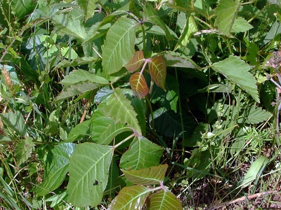 Poison ivy
