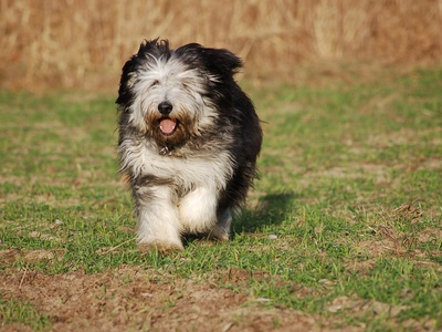 Polish Lowland Sheepdog